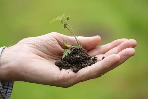 Repurpose Your Candle Jar: Turn your jar into a planter.